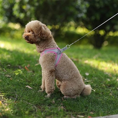 Harnais pour petit Chien | ComfortPlus - Chien Trotteur