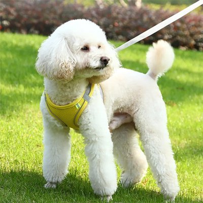 Harnais pour petit Chien | ComfortPlus - Chien Trotteur