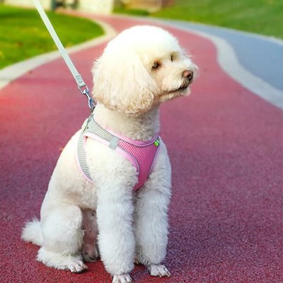 Harnais pour petit Chien | ComfortPlus - Chien Trotteur