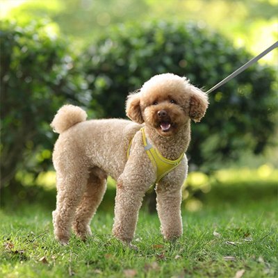 Harnais pour petit Chien | ComfortPlus - Chien Trotteur