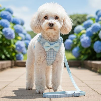 Harnais pour petit Chien | Confort Élégant - Chien Trotteur