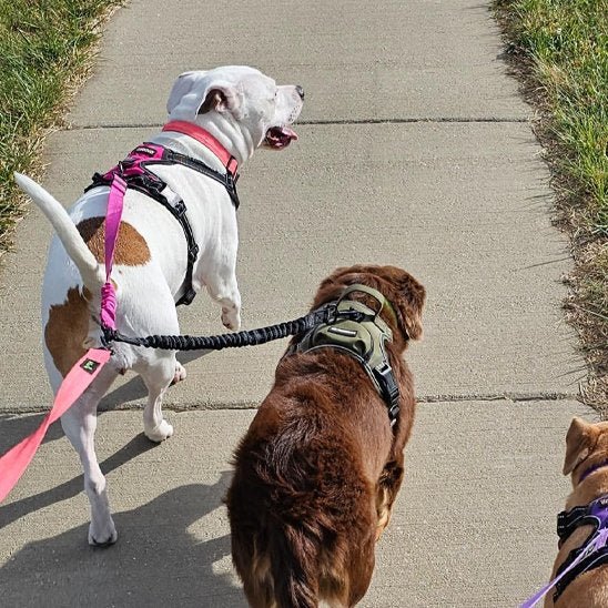 Laisse double pour chien | Robuste - Chien Trotteur