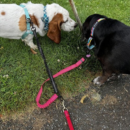 Laisse double pour chien | Robuste - Chien Trotteur