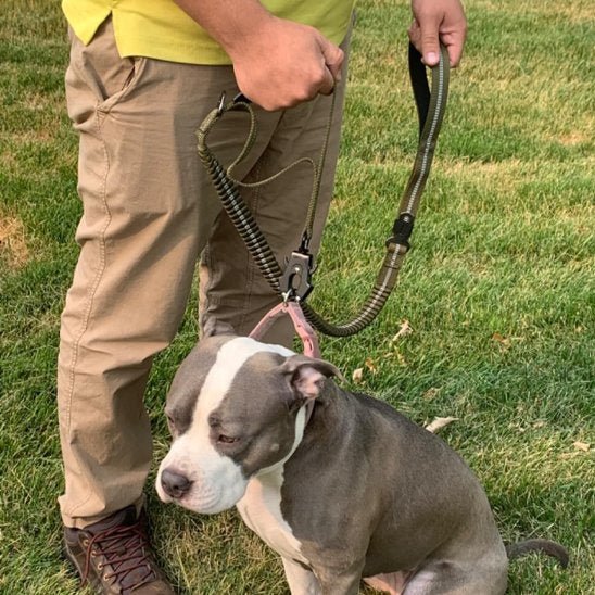 Laisse pour chien | RobustComfort - Chien Trotteur