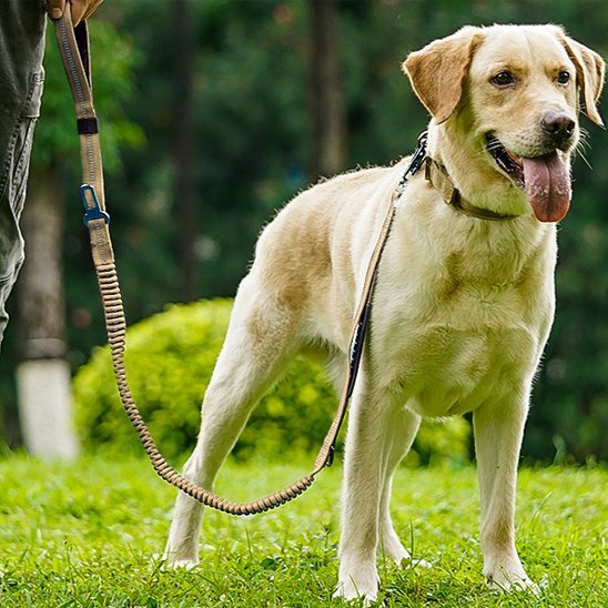 Laisse pour chien | RobustComfort - Chien Trotteur